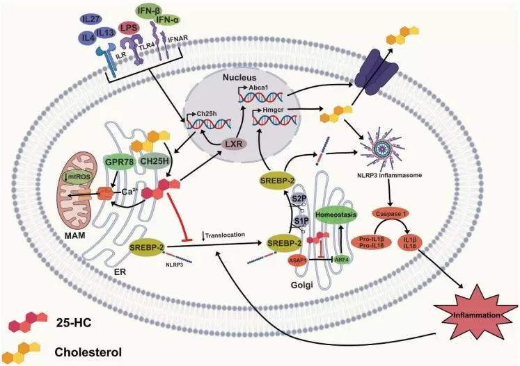 Anti-inflammatory signaling pathways of 25-HC